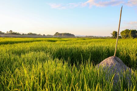 Green rice field with blue sky, natural background.の写真素材