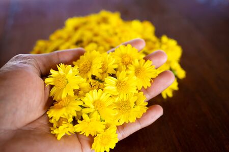 Yellow flower, Chrysanthemum; flower for tea.の写真素材
