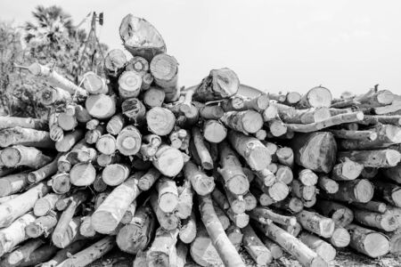 Eucalyptus wood arranged in layers, Pile of Eucalyptus wood logs ready for industry.