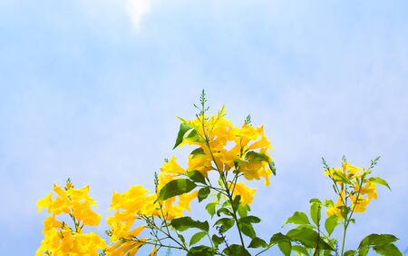 Yellow flowers on clear blue sky, copy space.の写真素材