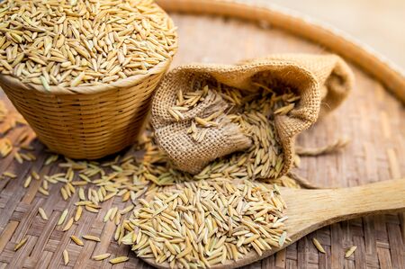 Rice paddy on wooden basket and brown sack.の写真素材
