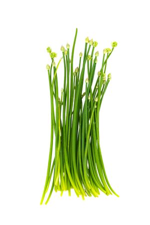Onion flower stem on isolated white background.の写真素材