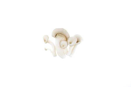 Oyster, Phoenix Mushroom isolated on white backgroundの写真素材