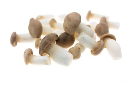 Pleurotus eryngii mushroom isolated on white background.の写真素材