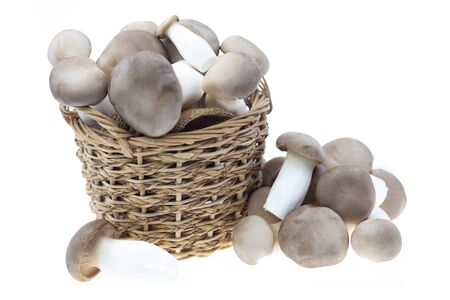 Pleurotus eryngii mushroom isolated on white background.の写真素材