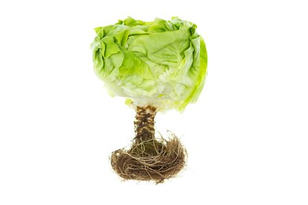 Fresh green lettuce isolated on white background. healthy food concept.の写真素材