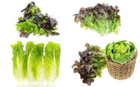 Fresh green lettuce isolated on white background. healthy food concept.の写真素材