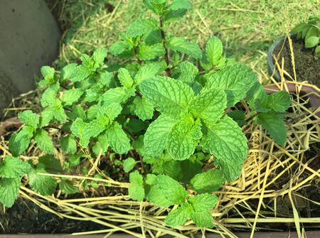 Mint plant grow at the garden.