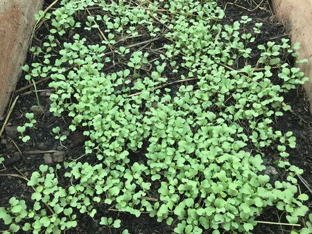 Close-up of green seedling.の写真素材