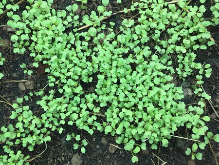 Close-up of green seedling.の写真素材