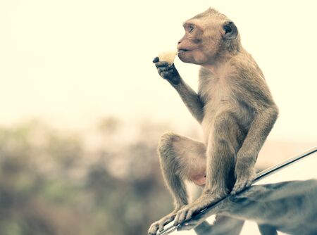 Monkey eating food in Thailand.