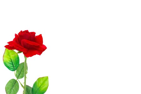 red rose with leafs isolated on white background.の写真素材
