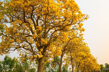 Tabebuia aurea flowers blooming on green leaves and tree branches in the garden.の写真素材