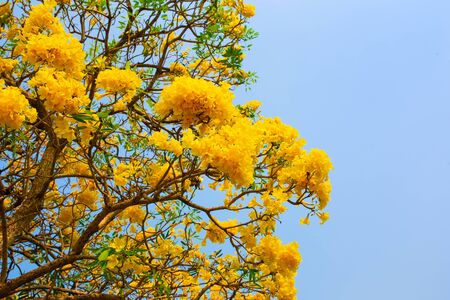 Tabebuia aurea flowers blooming on green leaves and tree branches in the garden.の写真素材