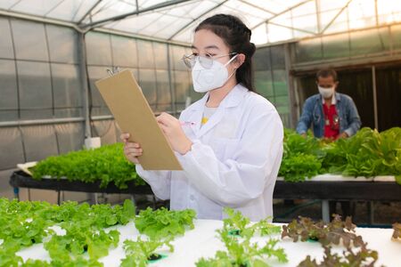 Hydroponics farm, Scientist or Worker testing and collect data from lettuce organic hydroponic. Fresh vegetable at greenhouse farm garden.の写真素材
