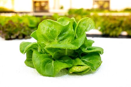 Hydroponics farm, Fresh vegetable at greenhouse farm garden.の写真素材