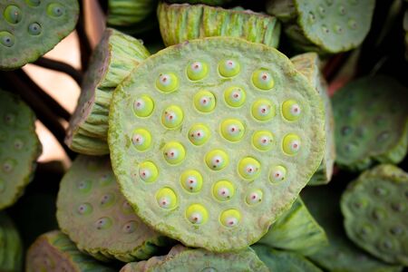 Fresh Green lotus seed pod are bind of group for sale at Thai street local market. Green lotus seeds can eat for healthy food.の写真素材