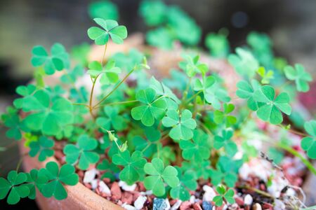 Background from green plant clover four leaf. St.Patrick Day.