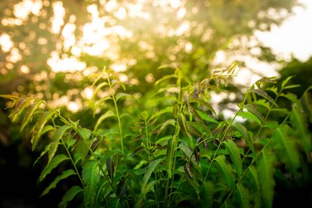 New top leaf of neem plant. Azadirachta indica - A branch of neem tree leaves. Natural Medicine.の写真素材