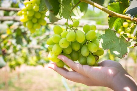 Bunch of grapes on a vine yard in the sunshine. The winegrowers grapes on a vine.の写真素材
