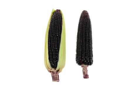 Fresh red corn. Grains of ripe corn. (black corn, purple corn)の写真素材