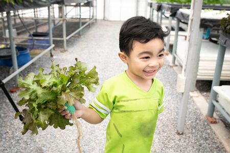 Boy with green vegetables in greenhouse farm garden.の写真素材
