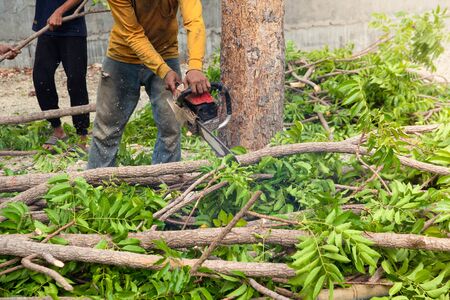 Tree cutting by man using an electrical chainsaw and professional tools.の写真素材