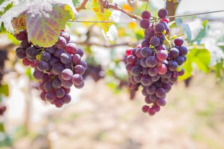 Bunch of grapes on a vine yard in the sunshine. The winegrowers grapes on a vine.の写真素材