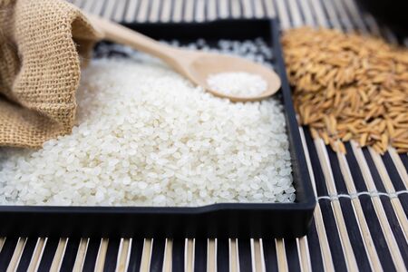 Paddy rice and rice on white background   .の写真素材