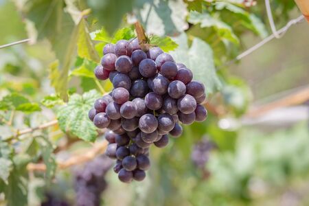 Harvest grapes. View of vineyard with bunches of ripe grapes.の写真素材