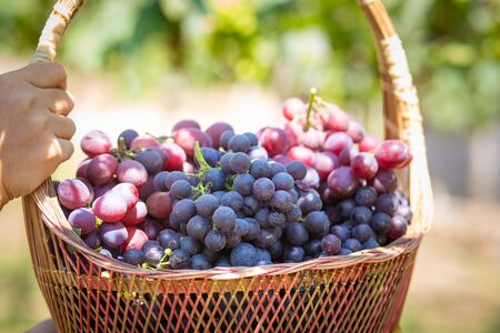 Harvest grapes. View of vineyard with bunches of ripe grapes.の写真素材