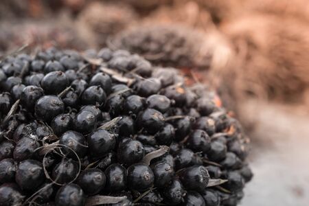 Close up of Palm oil seeds.の写真素材