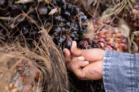 Close up of Palm oil seeds.の写真素材