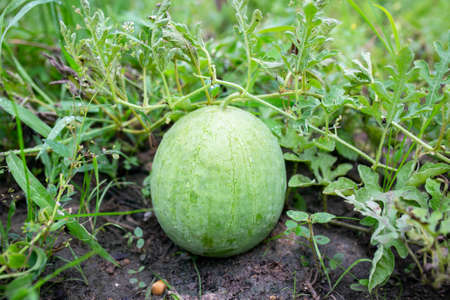 Young watermelon with green leaves in garden.の写真素材