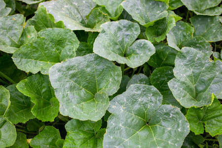 Pumpkin leaf plant with young flowers of creepers On the background of green leaves.の写真素材