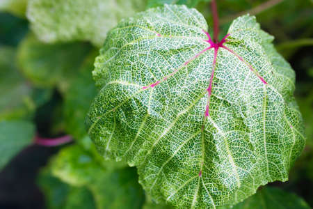 Close-up of green okra pods growing on the stalk in the garden. The plant's large leaves.の写真素材