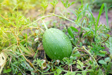 Young watermelon with green leaves in garden.の写真素材