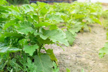 Thai green Eggplant tree.の写真素材