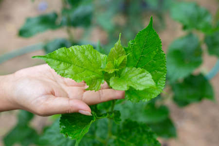 hand holding a plant, green leaf plant.の写真素材