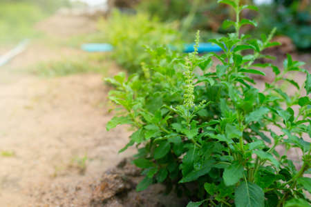 Fresh holy basil leaf, Thailand herb.の写真素材