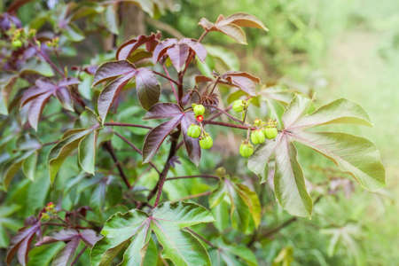 Black soap, Physic nut, Purging nut, Barbados nut tree.の写真素材