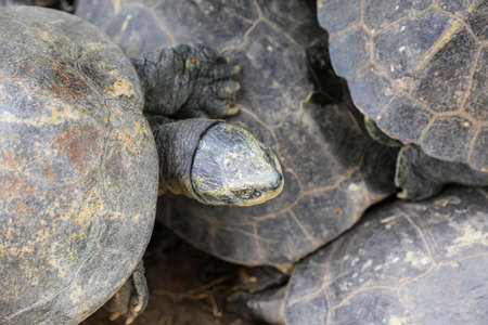 Close up of turtles face and shell.の写真素材