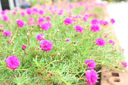 pink flowers in the garden.の写真素材