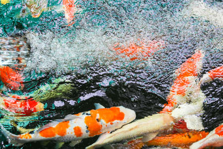 Colorful fancy carp fish in pond, Feeding fish koi.の写真素材