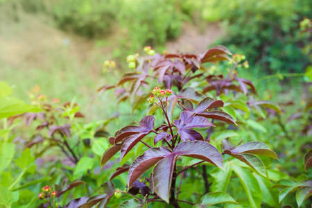 Black soap, Physic nut, Purging nut, Barbados nut tree.の写真素材