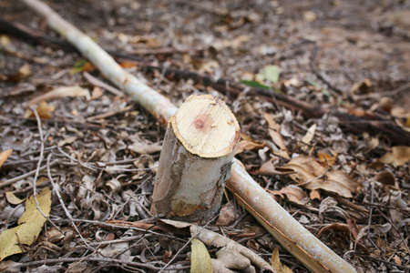 man cutting trees using big knife and tree after cut.の写真素材