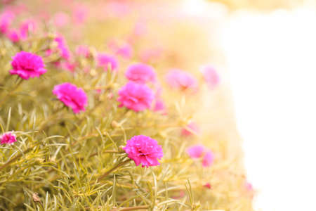 pink flowers in the garden.の写真素材