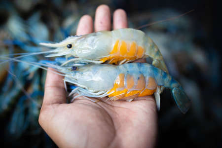 Close up of fresh prawns on hand.の写真素材
