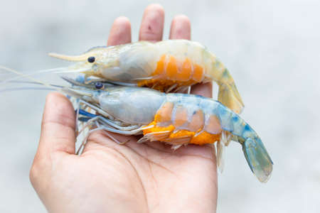 Close up of fresh prawns on hand.の写真素材