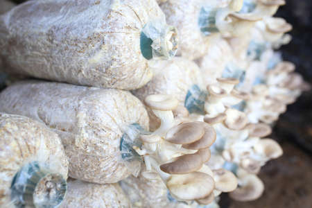 Indian Oyster, Phoenix Mushroom is cultivation in organic farms. Fresh mushroom.の写真素材
